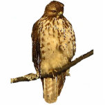 Red Tailed Hawk Acrylic Sculpture<br><div class="desc">This acrylic sculpture features a female Red-Tailed Hawk (Buteo jamaicensis). One of the most widespread and commonly observed birds of prey in North America, this fierce hunter is perched on a branch high up in some evergreen spruce trees, patiently waiting for a meal to appear. Her head is brown and...</div>