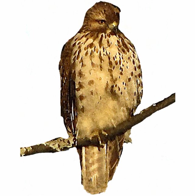 Red Tailed Hawk Acrylic Sculpture (Front)