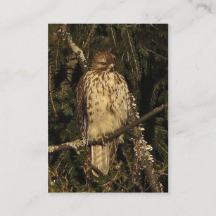 Red Tailed Hawk ATC Business Card