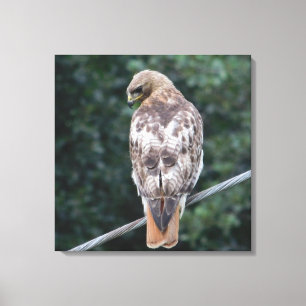 Red Tailed Hawk (Back) Canvas Print