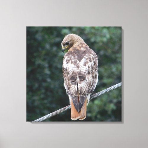 Red Tailed Hawk Back Canvas Print