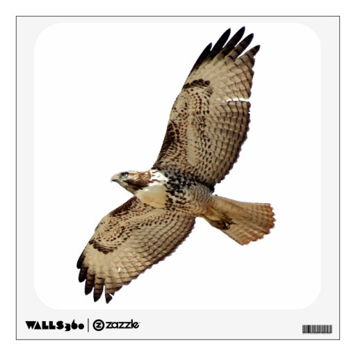 Red Tailed Hawk Bird Wall Decal | Zazzle