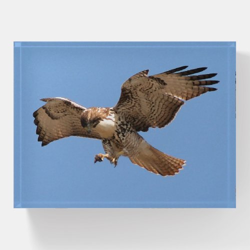 Red Tailed Hawk Bird Wildlife Animals Paperweight