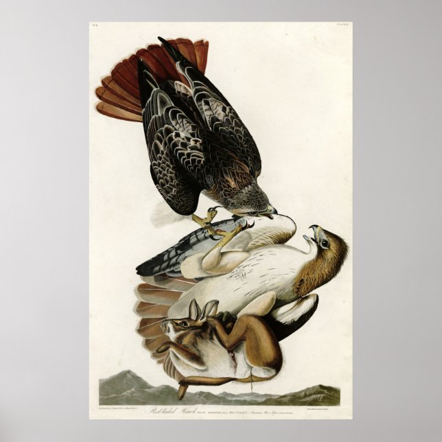 Red Tailed Hawk Birds of America by James Audubon Poster (Front)