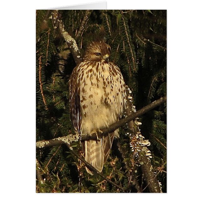 Red Tailed Hawk Blank Card (Front)