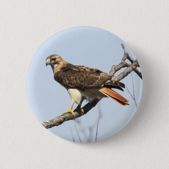 Red-tailed Hawk Button (Front)