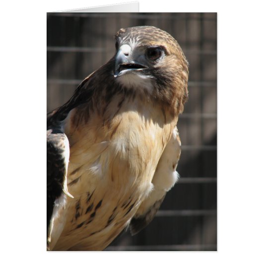 Red-tailed Hawk/Buzzard (Front)