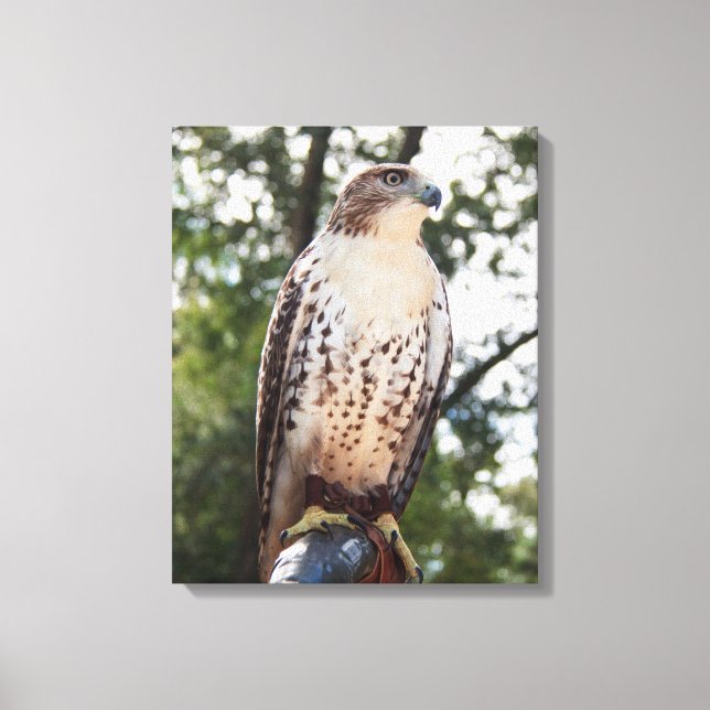 Red-Tailed Hawk Canvas Print (Front)
