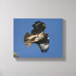 Red-tailed Hawk Canvas Print