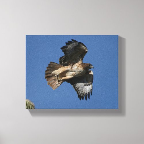 Red_tailed Hawk Canvas Print
