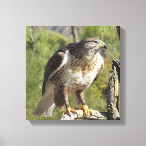 Red Tailed Hawk Canvas Print