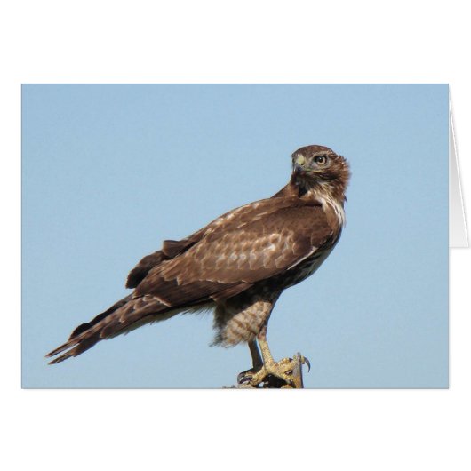 Red-tailed Hawk Card (Front Horizontal)