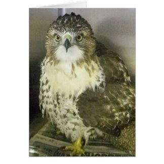 Red Tailed Hawk Cards