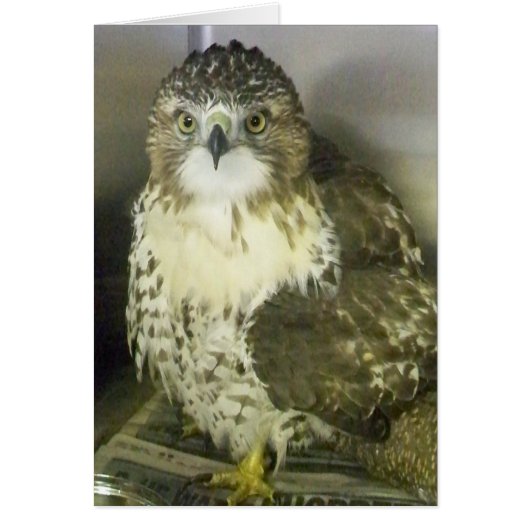 Red Tailed Hawk Cards (Front)