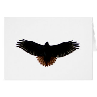 Red-tailed Hawk Cards