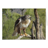 Red Tailed Hawk Cards (Front Horizontal)