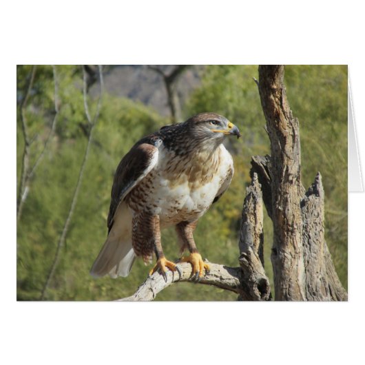 Red Tailed Hawk Cards (Front Horizontal)