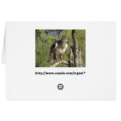 Red Tailed Hawk Cards (Back Horizontal)