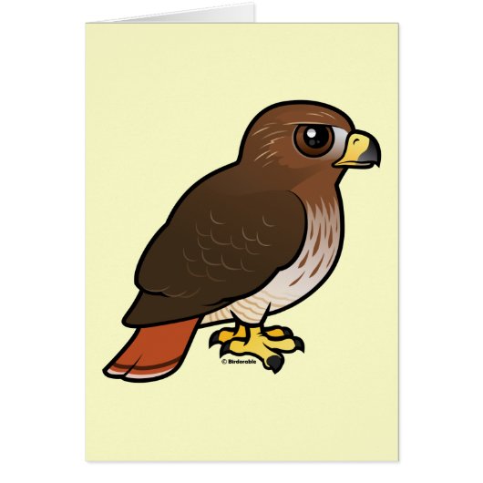 Red-tailed Hawk Cards (Front)