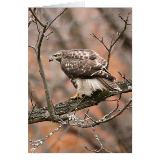 Red-tailed Hawk Cards (Front)