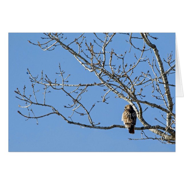 Red Tailed Hawk Cards (Front Horizontal)