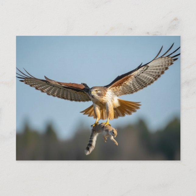 Red-tailed hawk catches squirrel  postcard (Front)