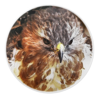 RED TAILED HAWK CERAMIC KNOB