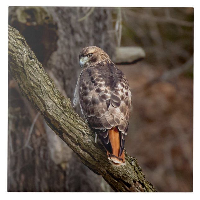 Red-Tailed Hawk Ceramic Tile (Front)