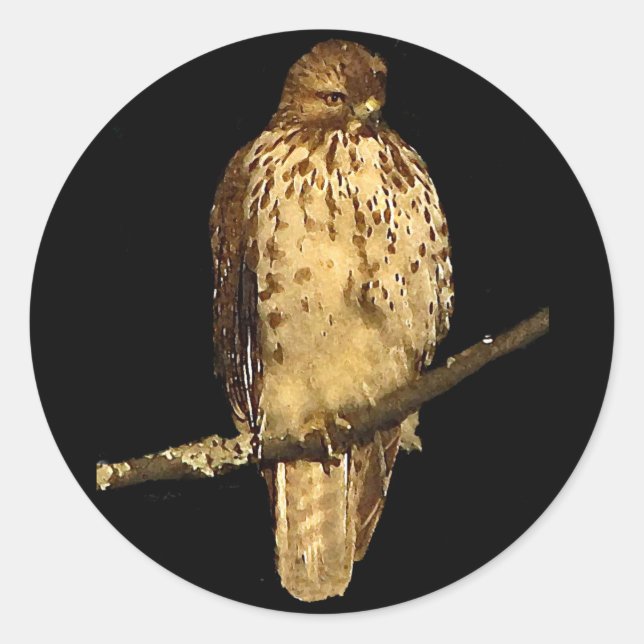 Red Tailed Hawk Classic Round Sticker (Front)