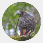 Red Tailed Hawk Square Sticker Zazzle Com