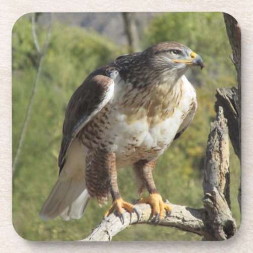 Red Tailed Hawk Coasters