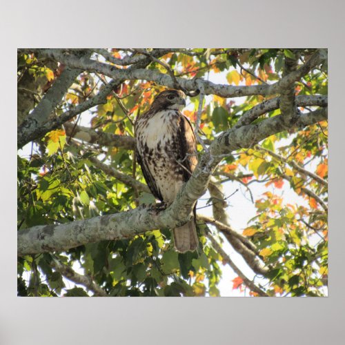 Red_Tailed Hawk _ Florida Birds of Prey Poster