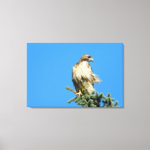 Red Tailed Hawk Free in the Wind Canvas