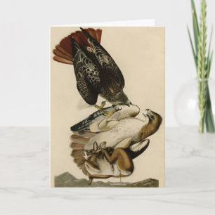 Red-tailed Hawk from Audubon's Birds of America Card