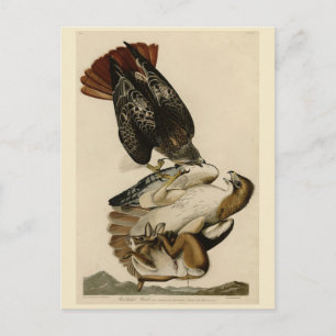 Red-tailed Hawk from Audubon's Birds of America Postcard