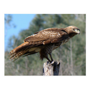 Red Tailed Hawk Gifts On Zazzle