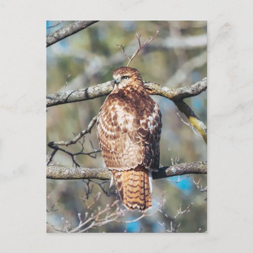 Red_tailed Hawk Glass Postcard