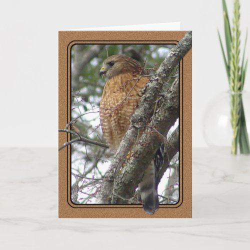 Red Tailed Hawk Greeting Card