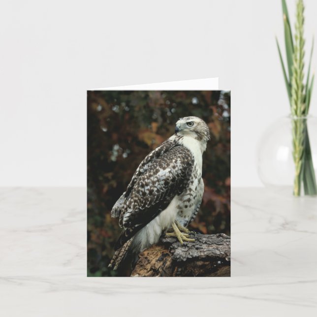 Red Tailed Hawk Greeting Card (Front)