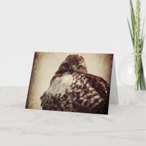 Red_tailed Hawk Greeting Card