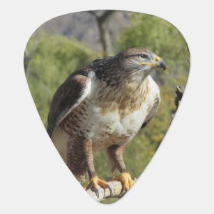 Red Tailed Hawk Toys And Games Zazzle