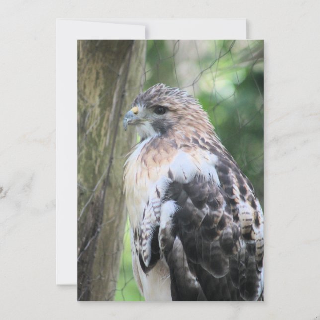 Red tailed hawk holiday card (Front)