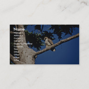 Red-tailed Hawk, immature Business Card