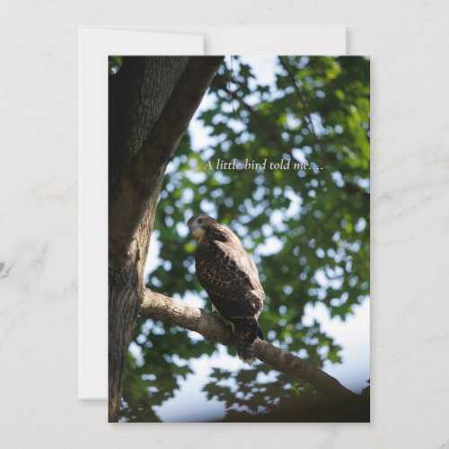 red tailed hawk in a tree note card