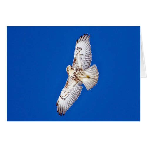 Red Tailed Hawk In Flight