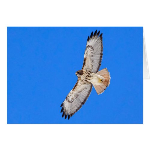 Red Tailed Hawk In Flight