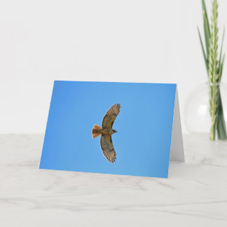 Red-Tailed Hawk in Flight Card