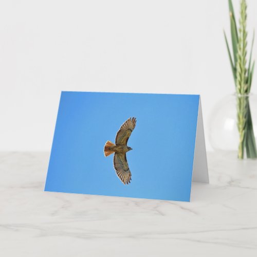 Red_Tailed Hawk in Flight Card