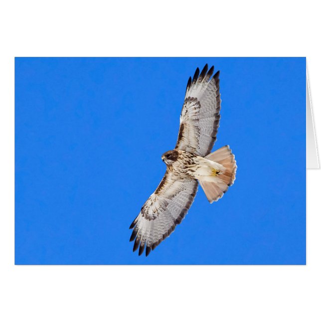 Red Tailed Hawk In Flight Cards (Front Horizontal)