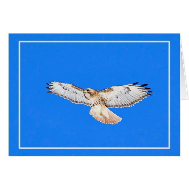 Red Tailed Hawk In Flight Cards (Front Horizontal)